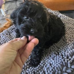 Jace - Black male Yorkipoo puppy in Cedar Springs, Michigan from Pridespoodles