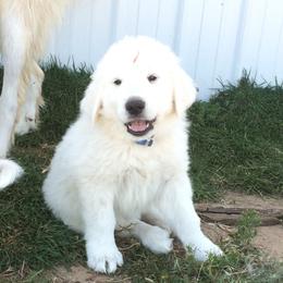 Aussiedoodle, Colorado Mountain Dog, and Corgipoo Puppies from Stone Table Ranch/STR Just Doodle It