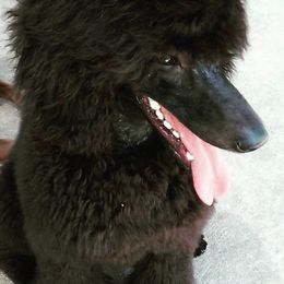 Poodles from Adeline Wirtz