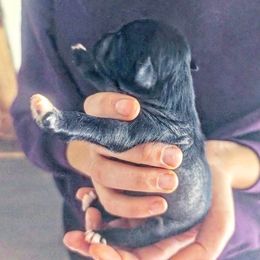 Boy 1 - male Chinese Crested puppy in Highland Park, Michigan from Family Kennel Dao Dog