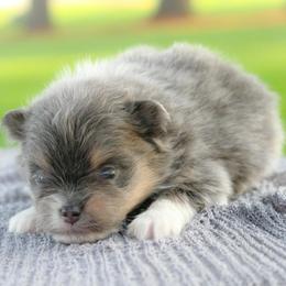 Arya - Blue and tan female Pomeranian puppy in Bremen, Indiana from AMS Pomeranians and Pomskies in Indiana