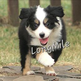BTF7 - Black tri female Miniature American Shepherd puppy in Elgin, Oregon from LongMile Aussies