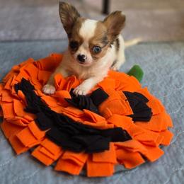 Hocus Pocus - Merle male Chihuahua puppy in Demorest, Georgia from Sourpatch Chihuahuas