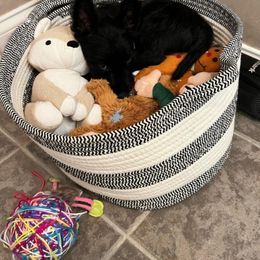 Scottish Terrier Puppies from Scotties By Stout