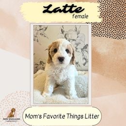 Girl 3 - Australian Labradoodle puppy in Mendon, Massachusetts from New England Labradoodles