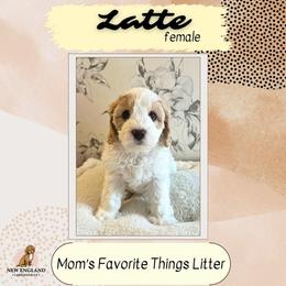 Girl 3 - Australian Labradoodle puppy in Mendon, Massachusetts from New England Labradoodles