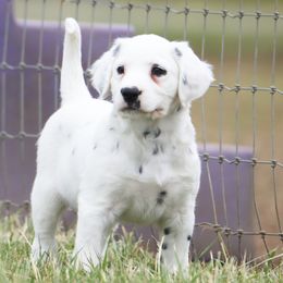 Makao - White and black male Dalmatian puppy in Cottage Grove, Oregon from Hidden Hills Dalmatians