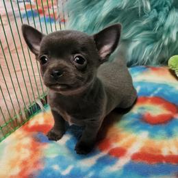 Chihuahua Puppies from OutLaw Chihuahua's