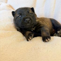 3rd Pick Male - Fawn sable male Belgian Malinois puppy in Boise, Idaho from Wings of Freedom Retrievers and Malinois