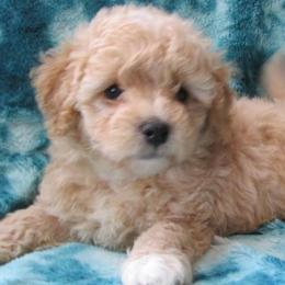 Havanese and Poodles from Faithful Hearts Kennel