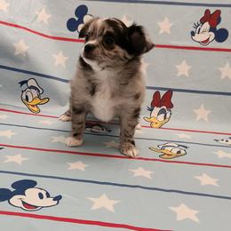 Binx - Merle male Chihuahua puppy in Chesapeake, Virginia from Elsbeth's Chihuahuas