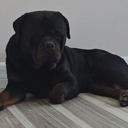 Tank - Rottweiler