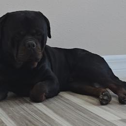 Tank - Rottweiler