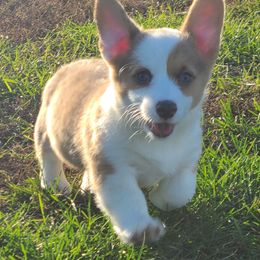 Girl 4 - Sable and white female American Corgi puppy in Portland, North Dakota from Sliding stop corgis