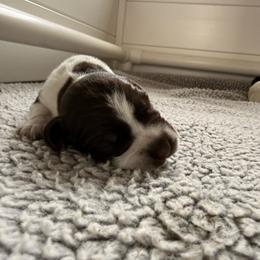 Croissant (blue) - Liver roan male German Shorthaired Pointer puppy in Marshfield, Missouri from Suma Kennels