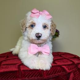 Waffels - Parti female Goldendoodle puppy in Woodburn, Indiana from Lengachers Cuddly Doods