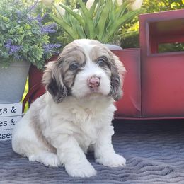 Cockapoo, Cocker Spaniel, and Goldendoodle Puppies from Robbin's Treasures