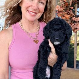 Snow White - Black female Bernedoodle puppy in Yuba City, California from Ranch House Doodles