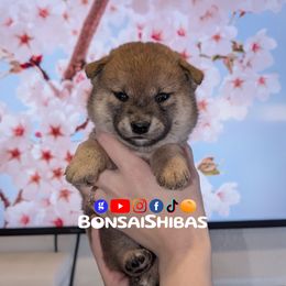 KIT - Red male Shiba Inu puppy in Minnesota from BonsaiShibas