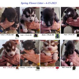 Siberian Husky Puppies from Forever Young Siberian Huskies
