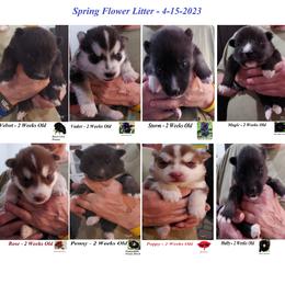 Siberian Husky Puppies from Forever Young Siberian Huskies