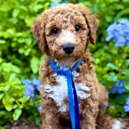 TOY Bart - Red  male Goldendoodle puppy in North Port, Florida from Paradise Coast Doodles