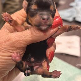 Tiny Traditional boy - Blue and gold male Yorkshire Terrier puppy in Hot Springs, Arkansas from Weslynn Kennels