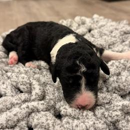 Black - Black and white female Sheepadoodle puppy in Fayette, Alabama from Luxapallila Sheepadoodles