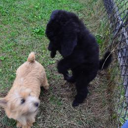 Poodle Puppies from D and D Standard Poodles