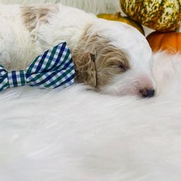 October. AKC. Clear - Parti male Poodle puppy in Nixa, Missouri from Family Poodles