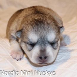Girl 2 - Gray and white female Alaskan Klee Kai puppy in Klamath Falls, Oregon from Nordic Mini Huskys