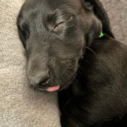 Shadow - Black male Dachshund puppy in Pahrump, Nevada from Jedi Weiner Ranch