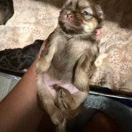 Bear - Liver male Shih Tzu puppy in Bakersfield, California from Little pumpkin Shih Tzu’s