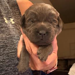 Purple- Charcoal Female - Charcoal female Dilute Retriever puppy in Marion, Illinois from Summer Lovin’ Labradors of Southern Illinois