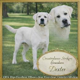 Labrador Retriever puppies from Countrylanes labs