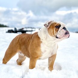 Delilah - Bulldog