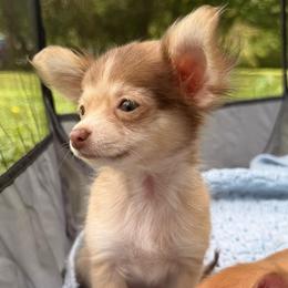 Chai - Chocolate and tan female Chihuahua puppy in Sherwood, Arkansas from Bartelt Breeders