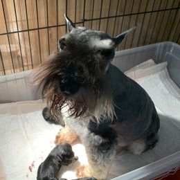 Gracie - Miniature Schnauzer
