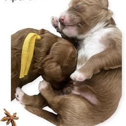 Goldendoodle Puppies from Graystone Doodles