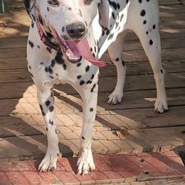 2.0 - Dalmatian puppy from Developing Spots & Happy Dals