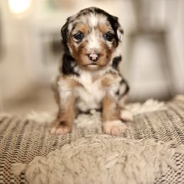 Jersey - female Australian Mountain Doodle puppy in Spanish Fork, Utah from Little Puppy Co.