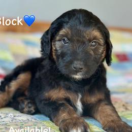 Block - Black phantom male Aussiedoodle puppy in Lancaster, Minnesota from Finney Ranch