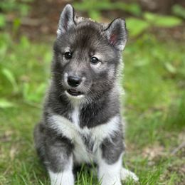 Spruce - Agouti and white male Siberian Husky puppy in Raymond, New Hampshire from Artico Siberians