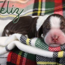 Feliz - Liver white and tan male English Springer Spaniel puppy in Barnstead, New Hampshire from C & S Farms