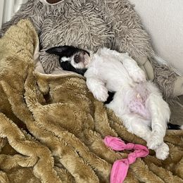 Aussiedoodle Puppies from Deason Doodles