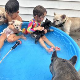 French Bulldog Puppies from Jasmine McMurtry
