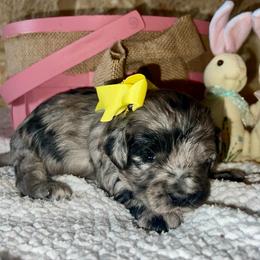 Addy - Blue merle female Aussiedoodle puppy in Midlothian, Texas from Gray Doodles