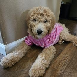 Goldendoodle puppies from Golden Valley Doodles