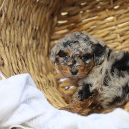 Aussiedoodle and Poodle Puppies from Cedar Wood Farms