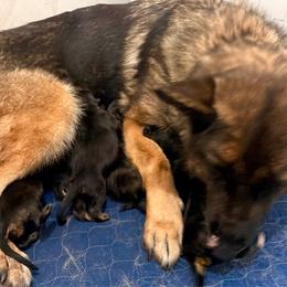 Girl 3 - Black and red female German Shepherd puppy in Carbondale, Kansas from Cunningham German Shepherds, LLC
